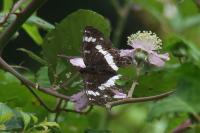 Limenitis camilla