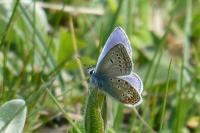 Polyommatus thersites