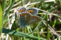 Polyommatus thersites