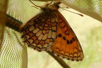 Melitaea parthenoides