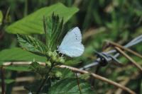 Celastrina argiolus