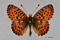 Boloria titania