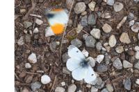 Anthocharis cardamines