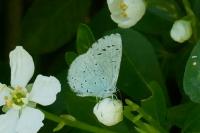 Celastrina argiolus