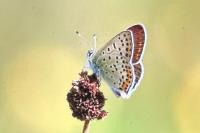 Lycaena tityrus