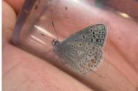 Polyommatus icarus