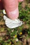 Aporia crataegi