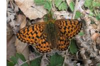 Boloria dia