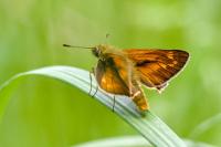 Ochlodes sylvanus