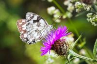 Melanargia galathea