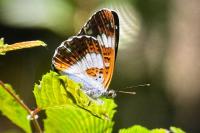 Limenitis camilla