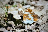 Limenitis camilla