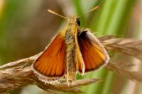Thymelicus lineola