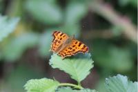 Polygonia c-album