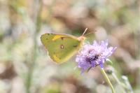 Colias crocea