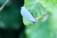 Celastrina argiolus