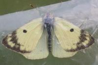 Colias hyale