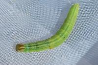 Thymelicus lineola