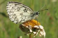 Melanargia galathea