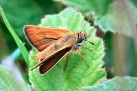 Thymelicus acteon