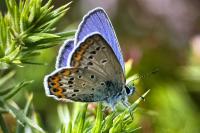 Plebejus idas