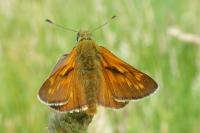Ochlodes sylvanus