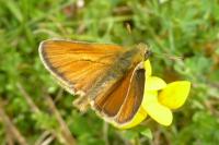 Thymelicus sylvestris