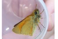 Thymelicus sylvestris