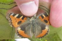Aglais urticae