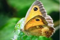 Pyronia tithonus