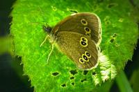 Aphantopus hyperantus