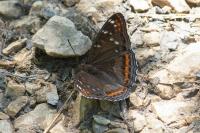 Limenitis populi