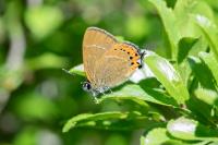 Satyrium pruni