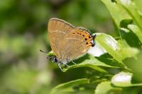 Satyrium pruni