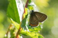 Satyrium pruni
