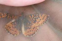 Boloria aquilonaris