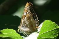Apatura ilia