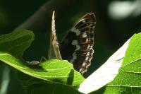 Apatura ilia