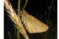 Thymelicus sylvestris