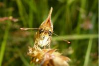 Thymelicus sylvestris
