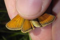 Thymelicus sylvestris