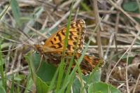 Boloria selene