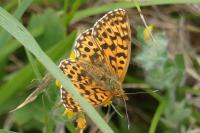 Boloria selene