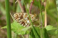 Boloria selene