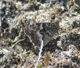 Hipparchia semele
