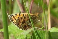 Boloria selene