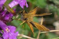 Thymelicus acteon