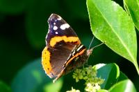 Vanessa atalanta