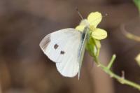 Pieris rapae