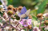 Polyommatus icarus